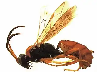 Aoplus groenlandicus