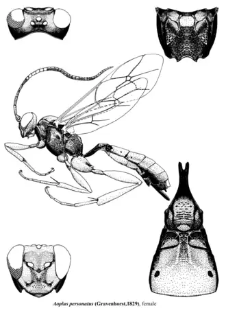 Aoplus personatus