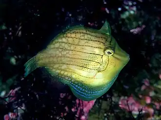 Brachaluteres ulvarum