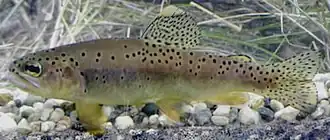 Oncorhynchus apache