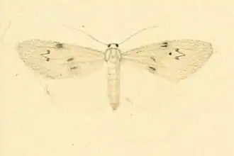 Apaidia rufeola