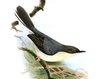 Grijze apalis