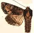 Apamea albina