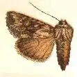 Apamea cinefacta