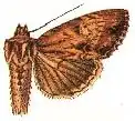 Apamea cristata