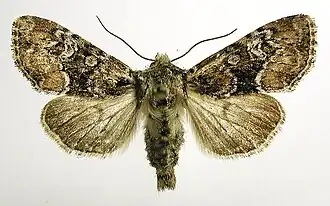 Tweekleurige grasuil Apamea illyria