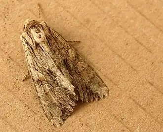 Graswortelvlinder Apamea monoglypha