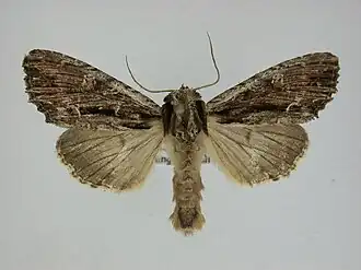 Apamea nigrior