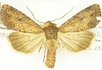Apamea obliviosa