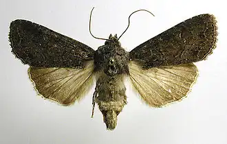 Zeeuwse grasworteluil Apamea oblonga