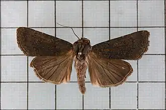 Apamea taiwana