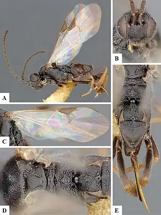 Apanteles aristoteliae