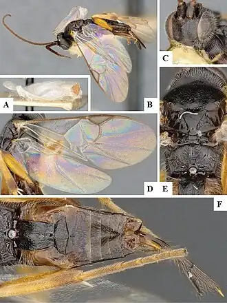 Apanteles canarsiae