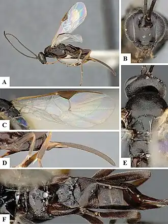 Apanteles cockerelli