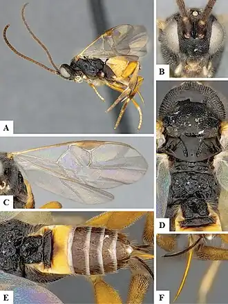 Apanteles conanchetorum