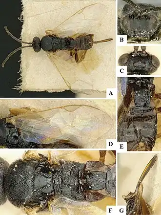 Apanteles concordalis