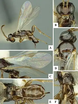 Apanteles deplanatus