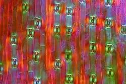 Epidermis met huidmondjes van tulpenblad