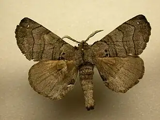 Apatelodes turrialba