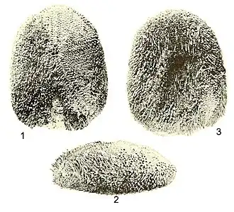 Apatopygus occidentalis