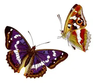 Grote weerschijnvlinder