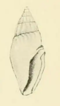 Apaturris expeditionis