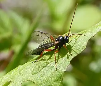 Apechthis compunctor