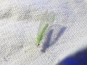 Pseudomallada macleodi