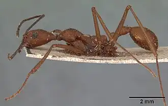 Aphaenogaster araneoides