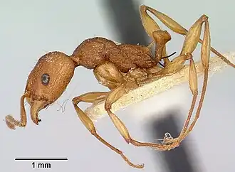 Aphaenogaster belti