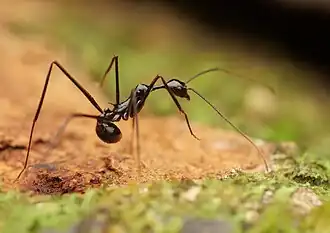 Aphaenogaster dromedaria