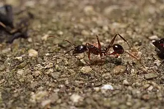 Aphaenogaster famelica