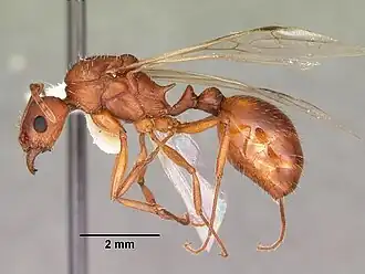 Aphaenogaster flemingi