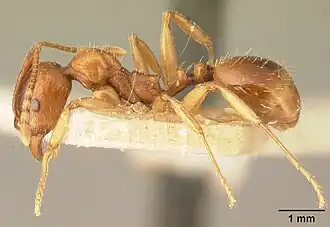 Aphaenogaster friederichsi