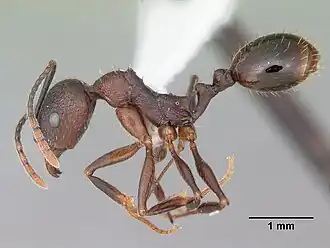 Aphaenogaster fulva