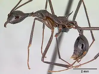 Aphaenogaster gonacantha