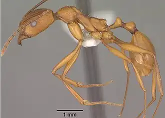 Aphaenogaster huachucana