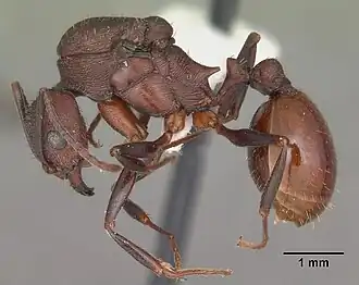 Aphaenogaster lamellidens