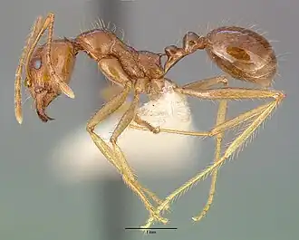 Aphaenogaster longiceps