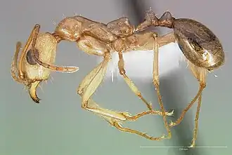 Aphaenogaster megommata