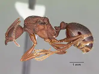 Aphaenogaster miamiana