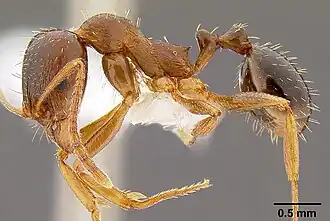 Aphaenogaster occidentalis