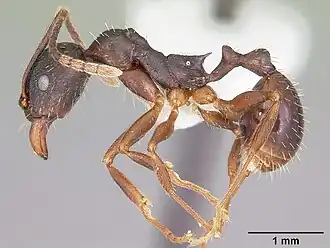 Aphaenogaster picea