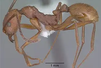 Aphaenogaster punctaticeps