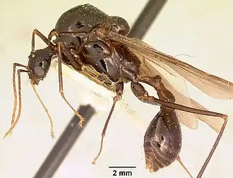 Aphaenogaster swammerdami