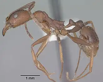 Aphaenogaster texana