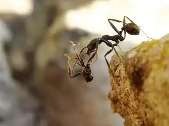 Aphaenogaster senilis