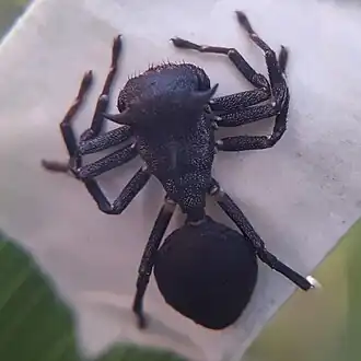 Aphantochilus inermipes