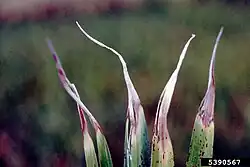 Aphelenchoides besseyi