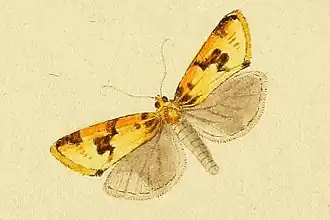 Aphelia peramplana